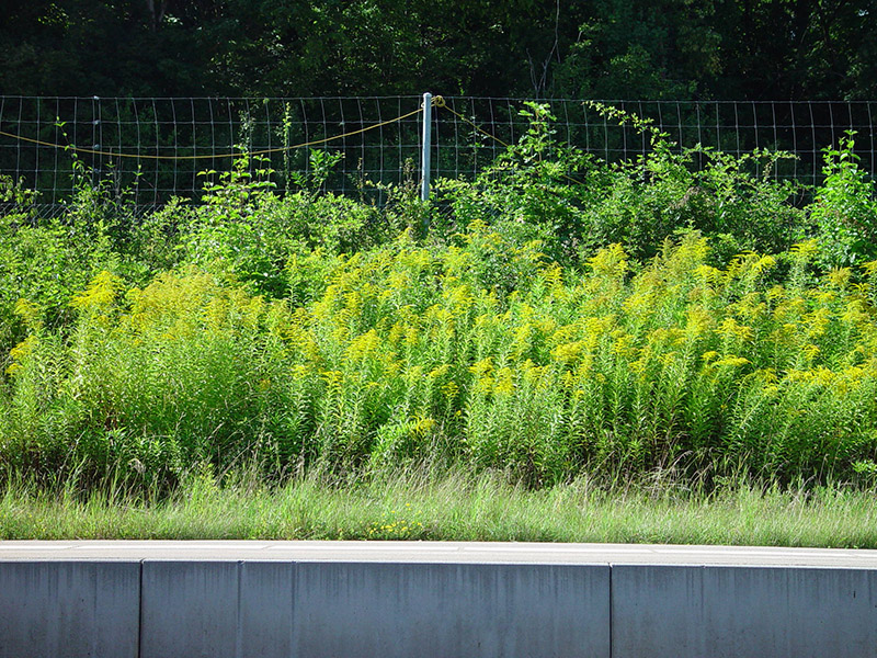 Nordamerikanische Goldruten (Solidago canadensis aggr.)